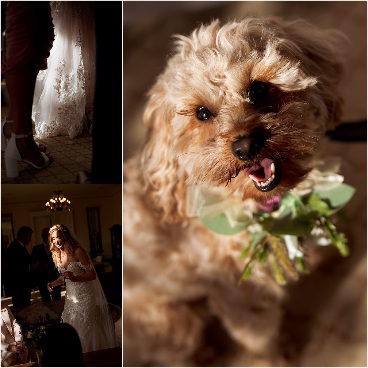 Dog at the wedding 